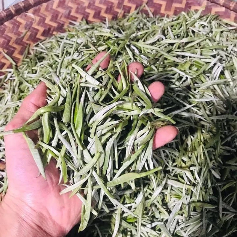 Bạch Trà Mây Tà Xùa